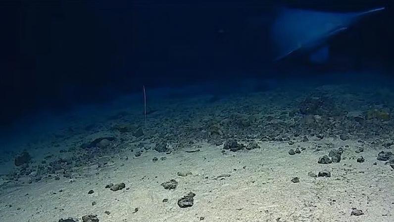 O tubarão-duende foi avistado na Fossa de Tonga, no Oceano Pacífico, em 2024