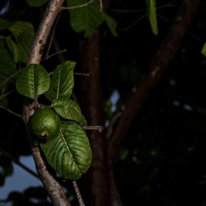 Goiabeira, árvore ideal para pátios com sombra e frutos saborosos