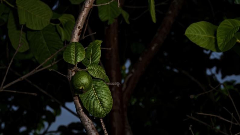 Imagem mostra uma goiabeira com uma goiaba - Metrópoles