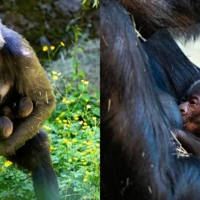 Bebê gorila nasce; mamãe se recupera após parto de filhotes e novas imagens