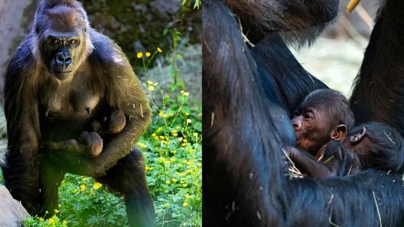 Jamani está cuidando de dois filhotes de gorila-das-terras-baixas-ocidentais — os dela e os de Olympia — enquanto Olympia se recupera da cesariana • Jeremy Dwyer-Lindgren/Zoológico Woodland Park