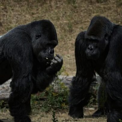 Grandes símios pensam de formas diferentes, assim como os humanos
