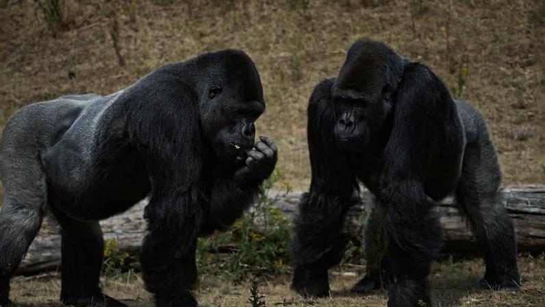 Assim como os humanos, os grandes símios pensam de maneiras diferentes uns dos outros — Foto: Domínio Público