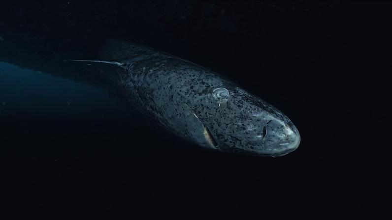 Imagem em close-up de um tubarão-da-Groenlândia tirada na borda do bloco de gelo da Enseada do Almirantado, Nunavut, ao norte do Canadá — Foto: Wikimedia Commons