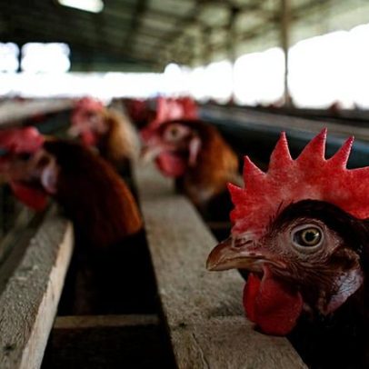 Custos de produção de suíno e frango de corte caem novamente em maio