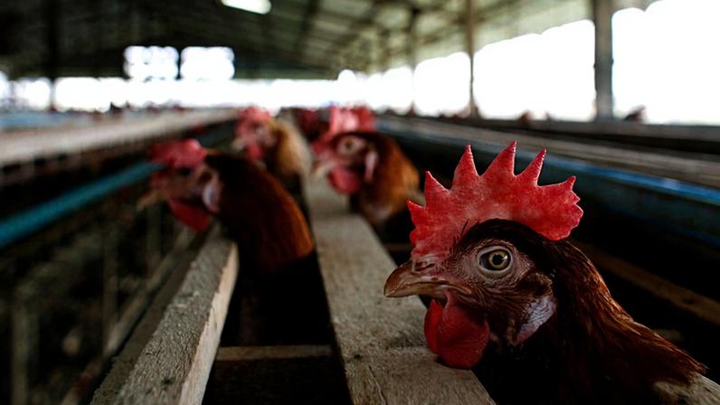 Imagem de galinha em granja comercial - Metrópoles