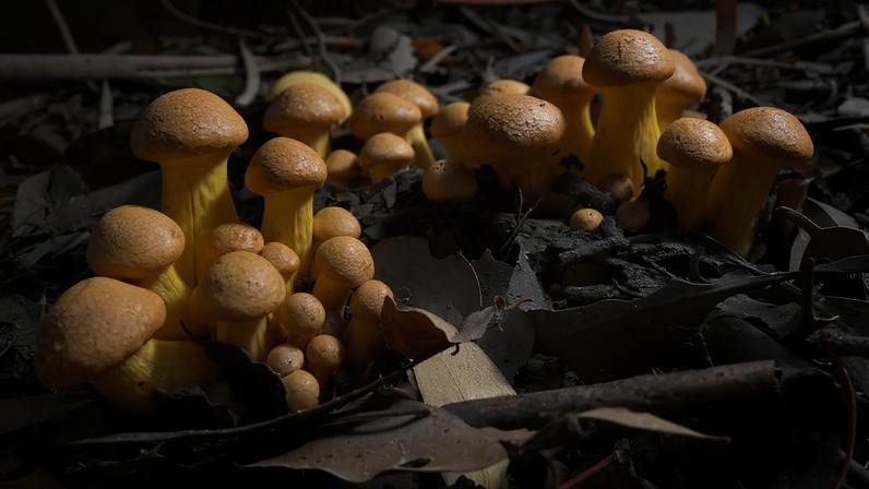Gymnopilus junonius é uma espécie de cogumelo não comestível tipicamente encontrado crescendo em tocos de árvores, troncos ou na base de árvores. Algumas subespécies deste cogumelo contêm o composto alucinógeno psilocibina — Foto: Wikimedia Commons