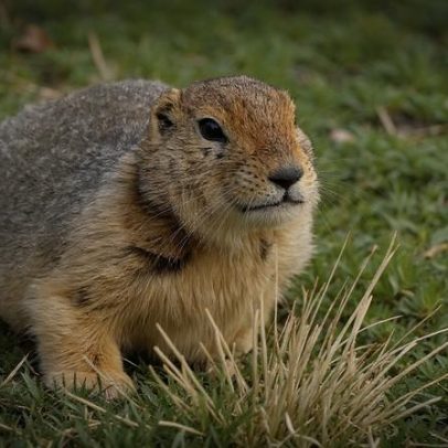 Fezes de esquilos com 700 mil anos revelam DNA de outros animais