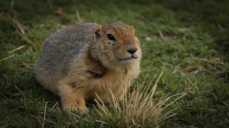 Os parentes pré-históricos dos esquilos-terrestres-do-Ártico (Urocitellus parryii) deixaram fezes na região de Yukon que permaneceram preservadas no permafrost por milhares de anos.