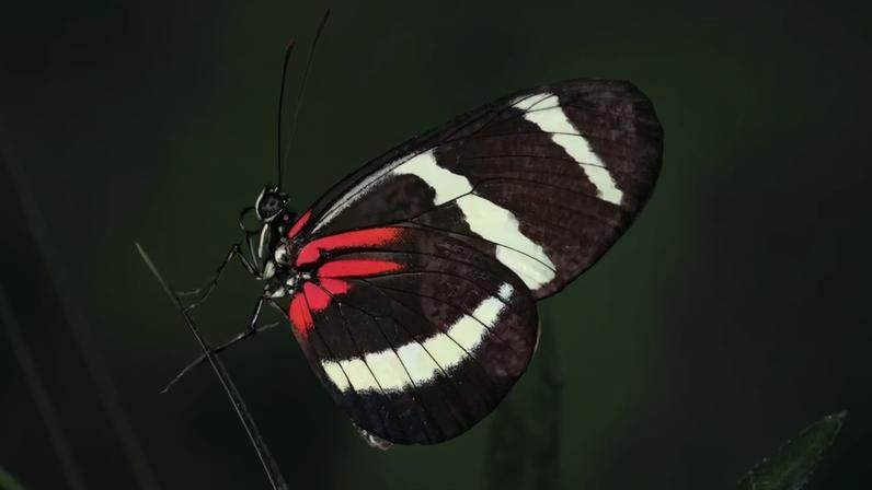 Heliconius hewitsoni: exemplar da borboleta que chega a viver impressionantes 348 dias.