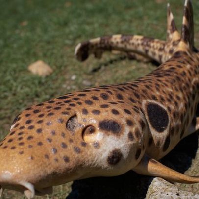 Nova espécie de tubarão que "anda" é descoberta em Papua-Nova Guiné