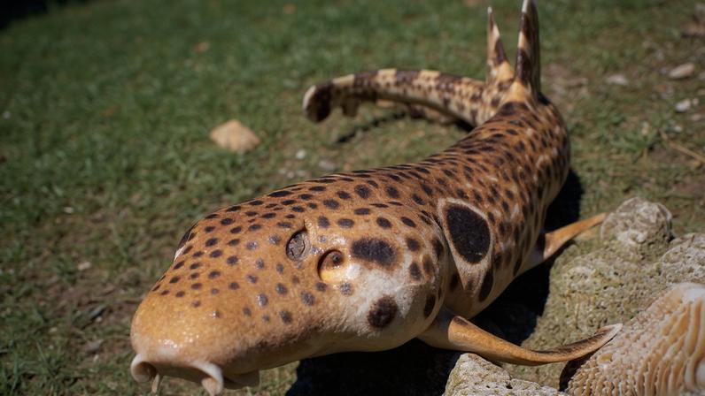 Nova espécie de tubarão que "anda" é descoberta em Papua-Nova Guiné