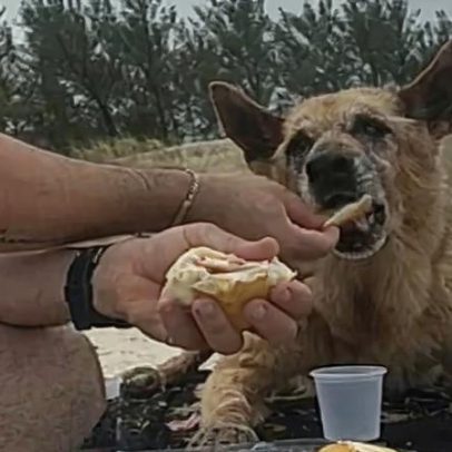 Cachorro de 16 anos passa último dia especial antes de eutanásia