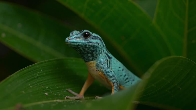 Como um pequeno geco azul virou exemplo de recuperação da conservação