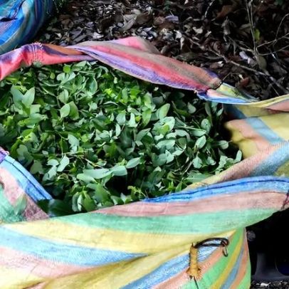 Guerra contra a coca: debate sobre a erradicação