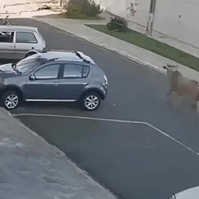 Homem é atingido por boi solto em rua de MG; câmeras registram
