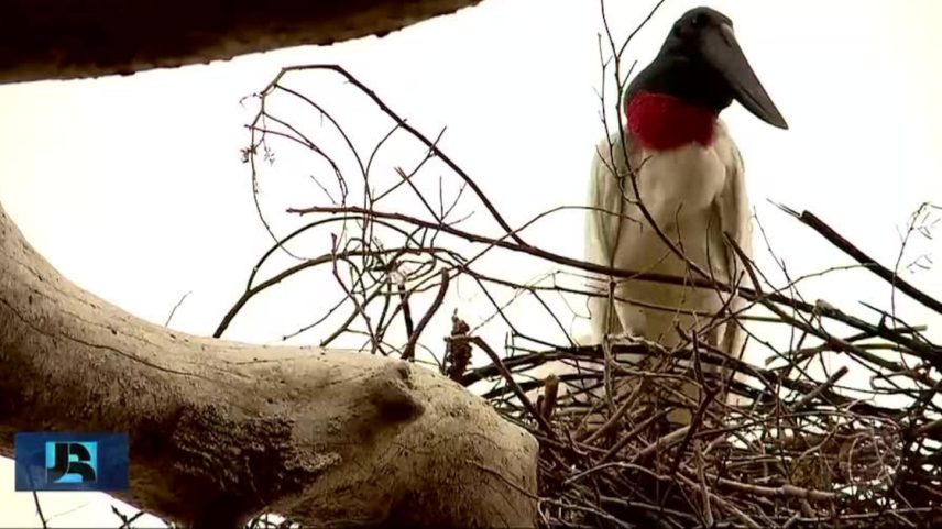 Dia do Meio Ambiente conta com ações para proteger espécies ameaçadas no Pantanal