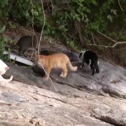 Ilha dos Gatos gera preocupação sanitária e ambiental em Mangaratiba, RJ