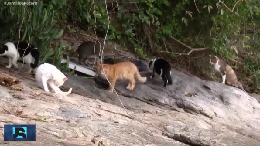 Ilha dos Gatos gera preocupação sanitária e ambiental em Mangaratiba, RJ