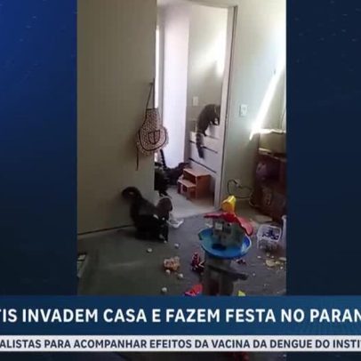 Quatis invadem casa e fazem festa em Londrina, PR