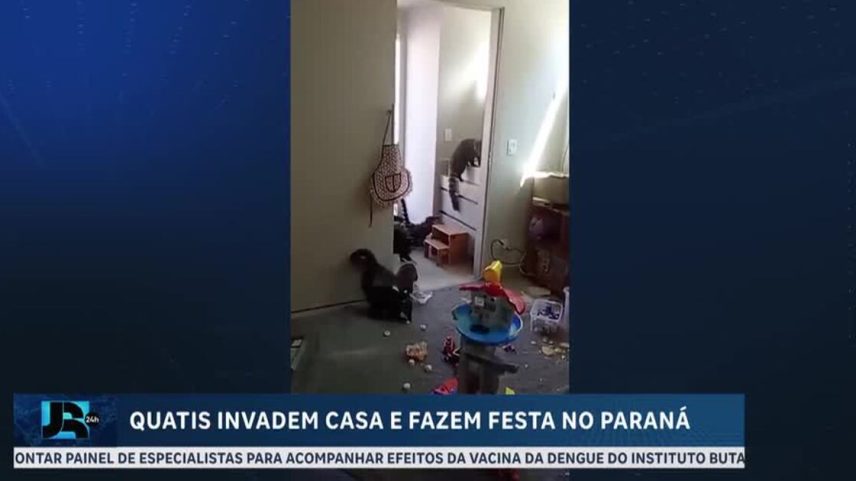 Quatis invadem casa e fazem festa em Londrina, no Paraná