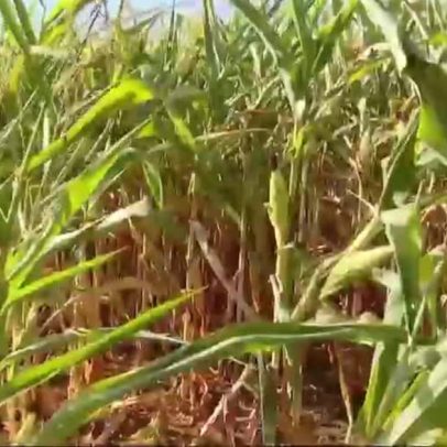 Brasil deve colher mais de 140 milhões de toneladas de milho em 2026