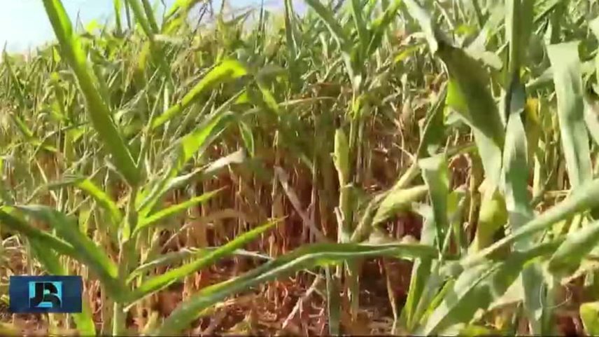 Brasil deve colher mais de 140 milhões de toneladas de milho em 2026