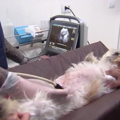 Exercício irregular da medicina veterinária passa a ser crime a partir de 8
