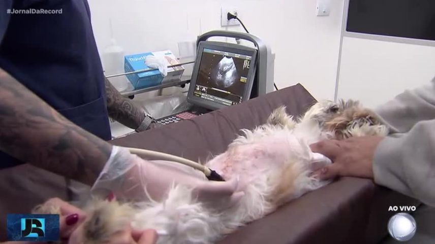 Exercício irregular da medicina veterinária passa a ser crime a partir desta segunda-feira (8)
