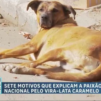 Brasil e México disputam simbolicamente a origem do vira-lata caramelo