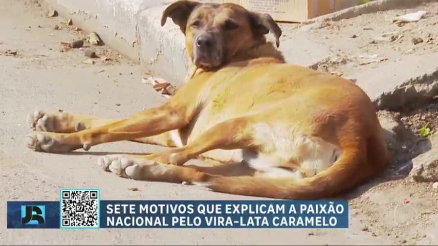 Para além da Copa do Mundo: Brasil e México disputam simbolicamente a origem do vira-lata caramelo