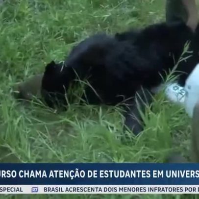 Urso é resgatado em campus universitário nos Estados Unidos
