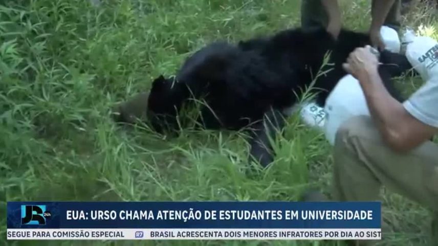 Urso é resgatado em campus universitário nos Estados Unidos