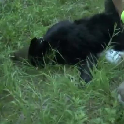 Ursa capturada em universidade dos EUA é devolvida à natureza