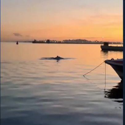 Baleia-jubarte é avistada em Salvador durante temporada de reprodução
