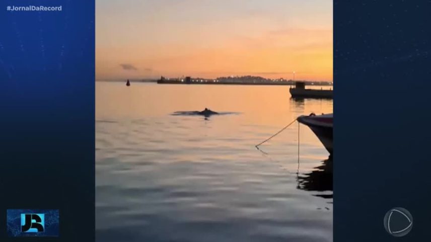 Baleia-jubarte é avistada em Salvador durante temporada de reprodução