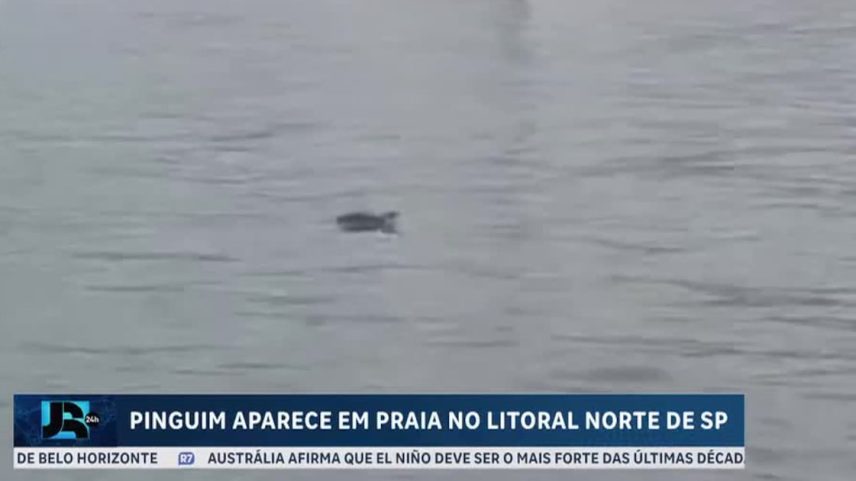 Pinguim surpreende moradores e turistas ao aparecer em praia de Ilhabela (SP)