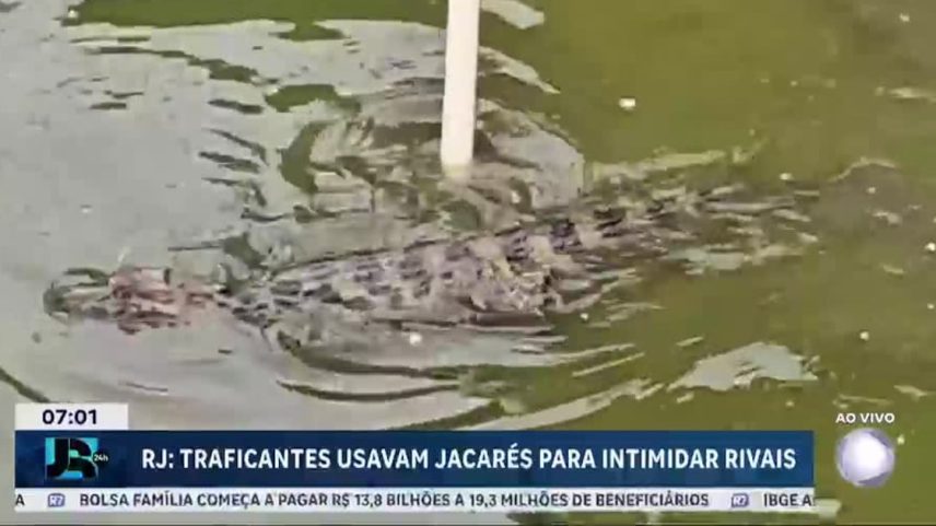 Traficantes usavam jacarés para intimidação dentro de facções criminosas no Rio de Janeiro