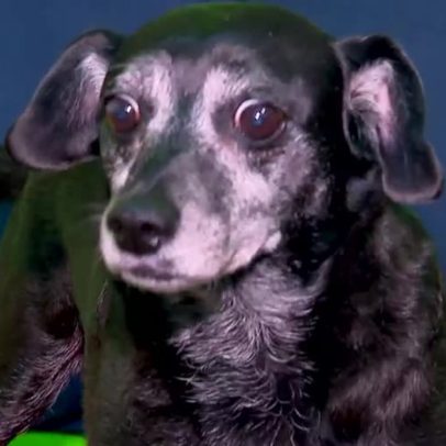 Animais mais velhos com pelagem escura costumam ficar na fila de adoção