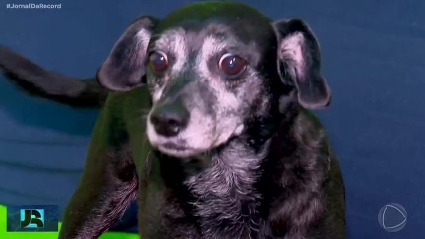 Animais com a idade mais avançada e a pelagem mais escura costumam ficar na fila de adoção