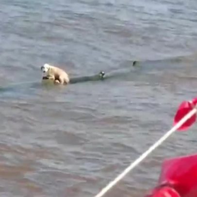 Cachorrinha resgatada no meio do Rio Amazonas ganha novo lar