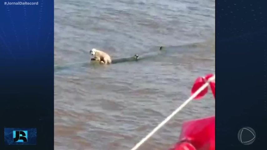 Emocionante: cachorrinha é resgatada no meio do Rio Amazonas e ganha novo lar