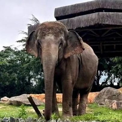 Justiça manda transferir elefante Baby do Beto Carrero para santuário no MT