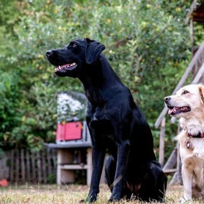 TJ-MS determina que moradora reduza criação de cães de 100 para 5