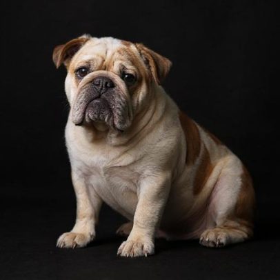 Influenciadora é condenada por ataque a veterinária que encontrou cão perdido