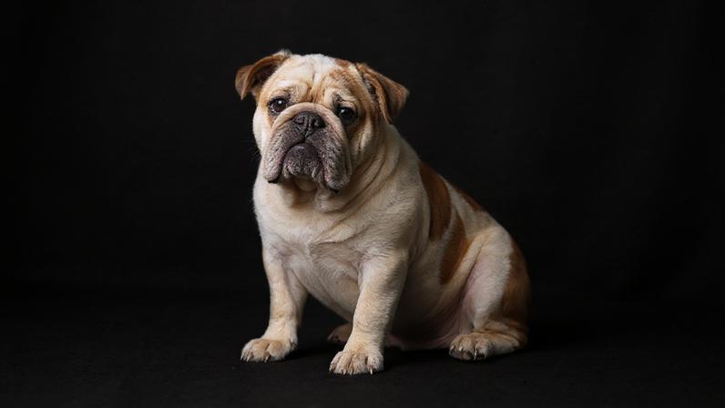 Influenciadora indenizará veterinária que acolheu cão perdido.