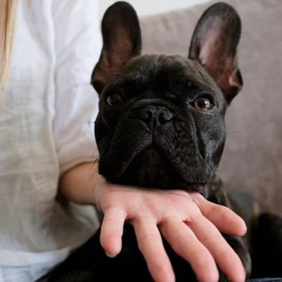 TJ/MG reconhece doação do marido e garante posse de buldogue à ex