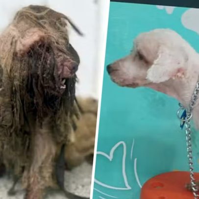 Cão Scooby será indenizado pela ex-tutora após ser resgatado com 3 kg de pelos