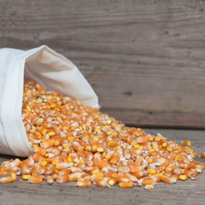 Juíza ordena arresto de 89 mil sacas de milho por dívida em parceria agrícola