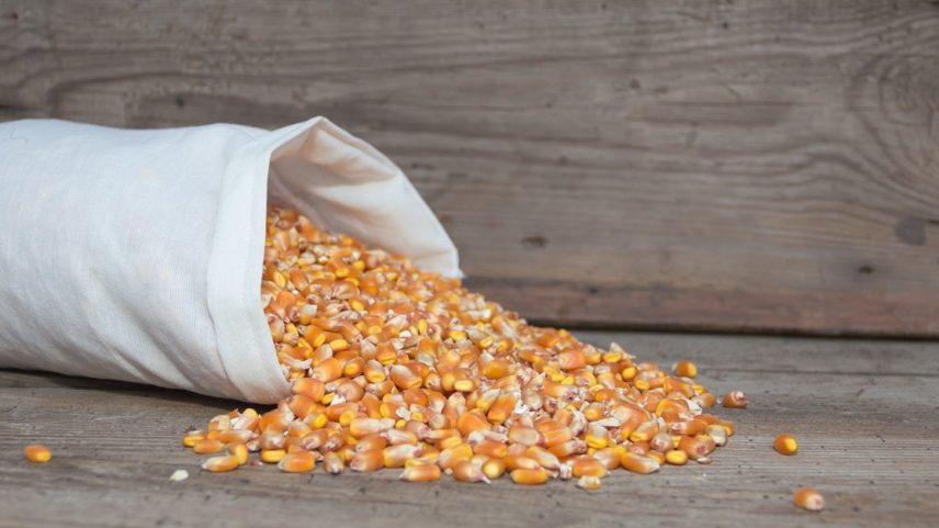 Juíza manda arrestar 89 mil sacas de milho por inadimplência reiterada em parceria agrícola.
